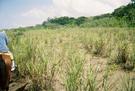 Soil and Center of property
